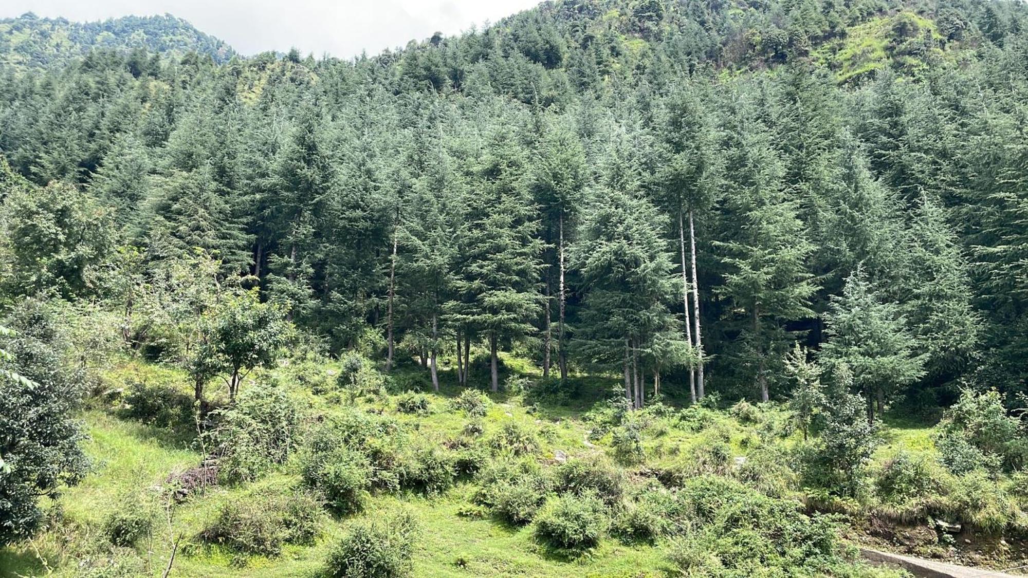 Oasis Guest House Bhagsu D'Shala Dharamsala Exteriér fotografie